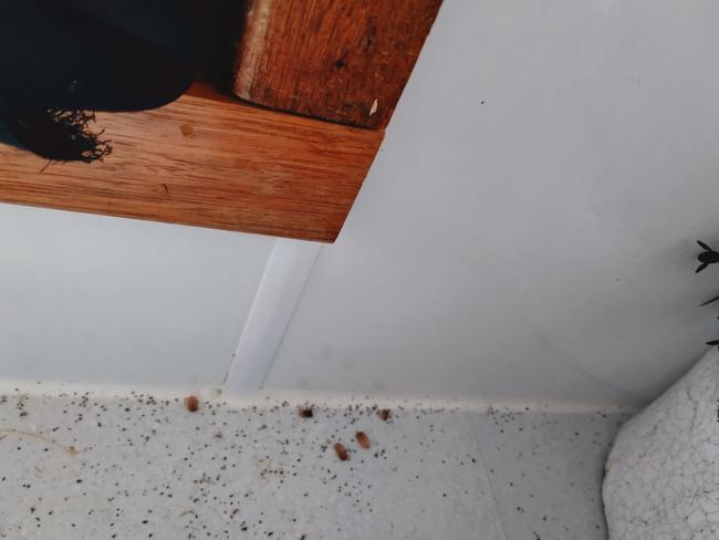 Breaking News Breaking News Caitlin Fitzharding-miller says roaches are everywhere. Pic: supplied.