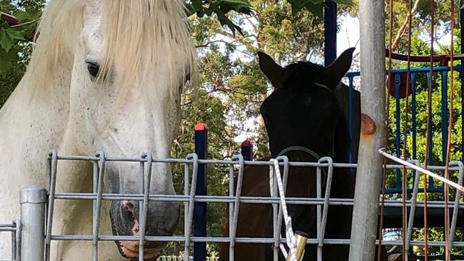 Two horses left on the abandoned Belrose Library site, just off Glenrose Pl, during the statewide bushfire emergency. Picture: Jim O'Rourke