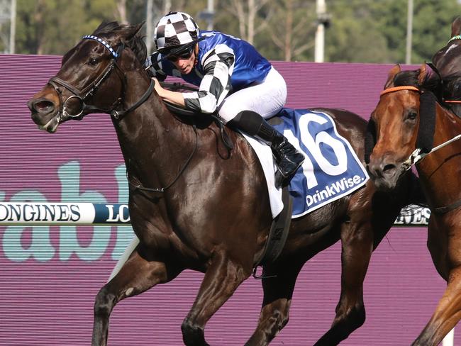 Protagonist looks hard to beat in the Hill Stakes at Rosehill on Saturday. Picture: Grant Guy