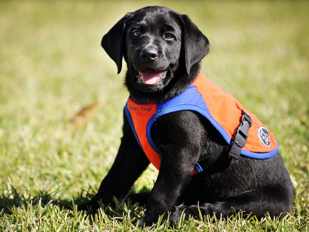 &lt;h2&gt;Guide Dogs open day&lt;/h2&gt;As eight-week-old Rebel shows, puppy love is in the air at the Guide Dogs Queensland Breeding and Training Centre at Bald Hills. Go behind the scenes on Sunday and see how the puppies progress to guide-dogs-in-training through to working dogs. And get your photo taken with one of the canine stars. Gold coin donation. &lt;b&gt;&lt;a href="http://www.guidedogsqld.com.au/event/open-day/" title="www.guidedogsqld.com.au"&gt;More details&lt;/a&gt;&lt;/b&gt; Pic: Tara Croser