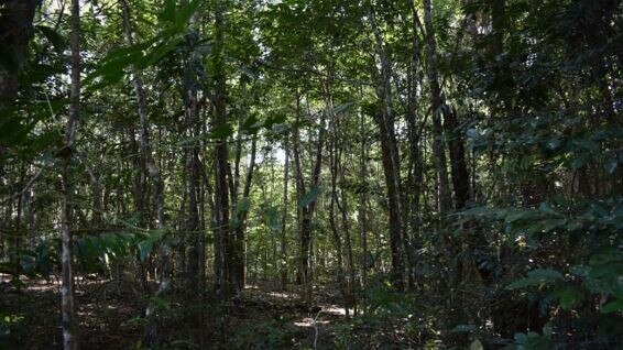 A block of land subject to development at 20 Warril Drive Kuranda. Picture: supplied