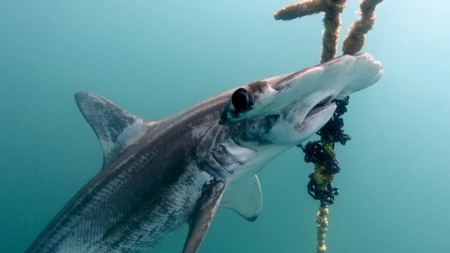 An endangered scallop hammerhead shark hanging dead off a drumline installed around Magnetic Island. Picture: Humane Society International