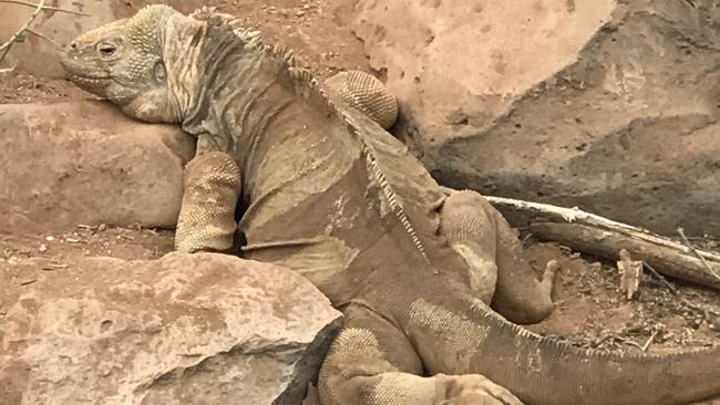 Land iguana blending in on Santa Fe. Picture: Penny Hunter