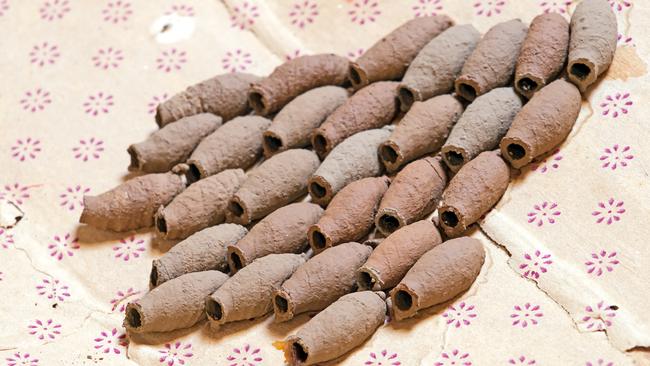 Professor Dieter Hochuli confirmed the woman’s image was of mud wasp nests. Picture: iStock