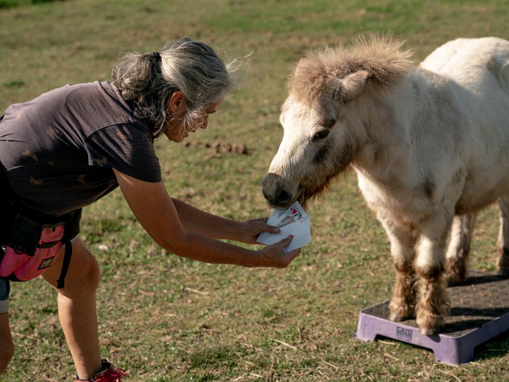 EMBARGOED UNTIL 7.01AM SEP 12, 2024. World record holder for most tricks performed by a horse in one minute. Picture: Guinness World Records / Mark Evans