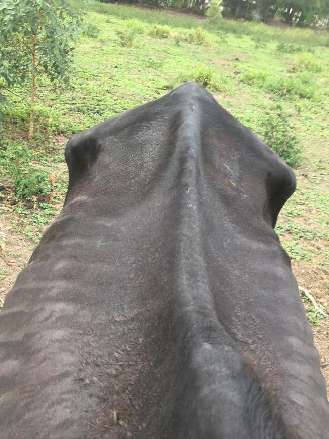 The condition of one of the horses seized from a property associated with the owner of the Storybook Farm-Sacred Animal Garden recently. Picture: RSPCA Queensland.