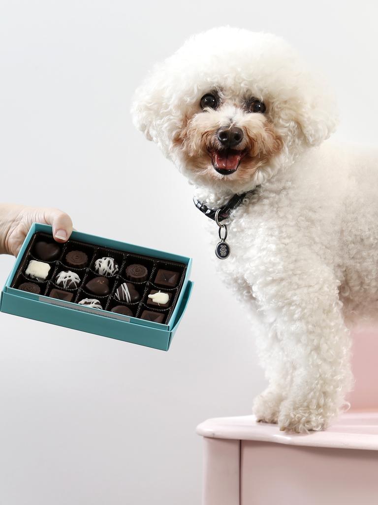 BJ the Bichon posing with treats. Picture: AAP