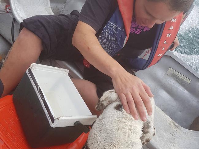 One of Cloud's supporters comforts him after his hair-raising rescue from a cliff on the Tasman Peninsula. Picture: EMMA STACEY