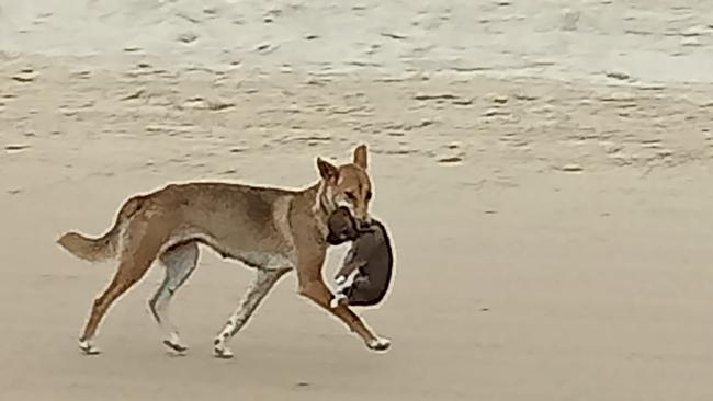 A dingo mother carrying its pup along the beach during whelping season in September. PHOTO: Justin Walters