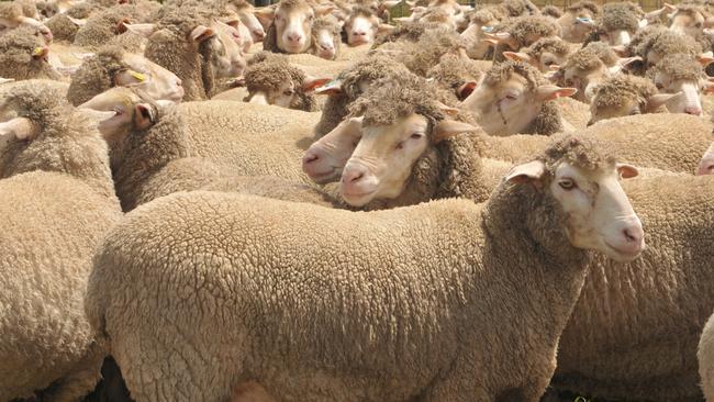 Meat machines: Multi-purpose Merinos on the Goode family farm.