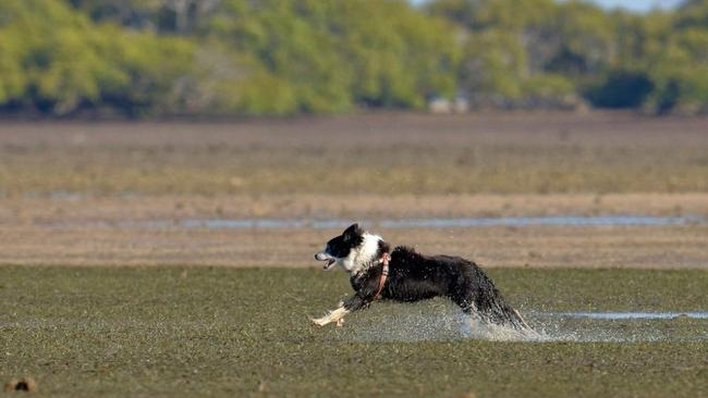 Dogs off-leash can attract hefty fines of up to $806 in Redland. Picture: Contributed