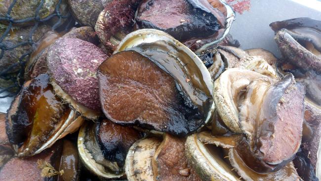 A Warrnambool man has faced court for taking 11 times the limit of abalone near Warrnambool, all of which were undersized.