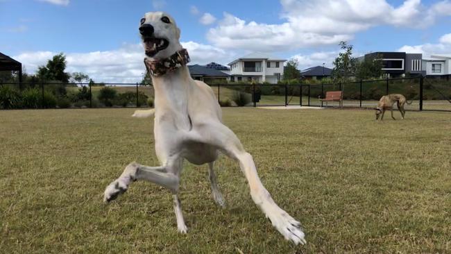 It’s a yes from Gracey. Picture: Amanda Robbemond