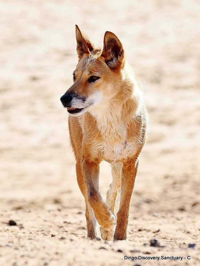 An alpine dingo on sand. Picture: Dingo Discovery Centre