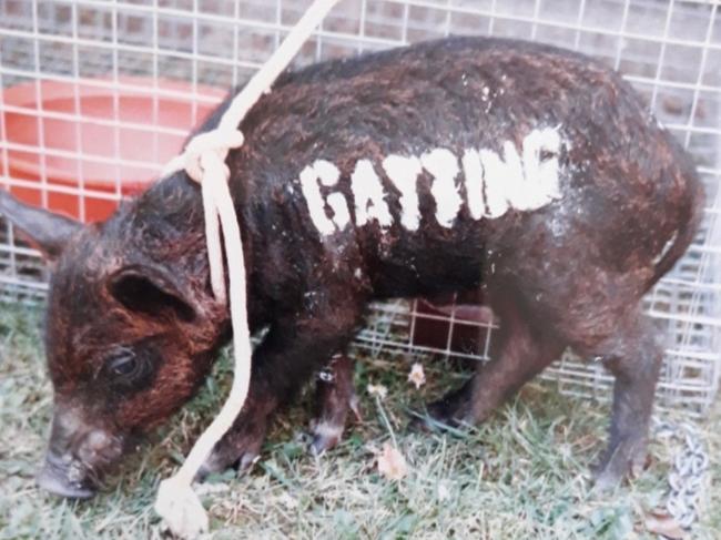 The MCG Gatting Pig.