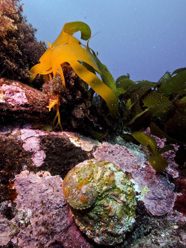 An abalone. Picture: Scott Ling