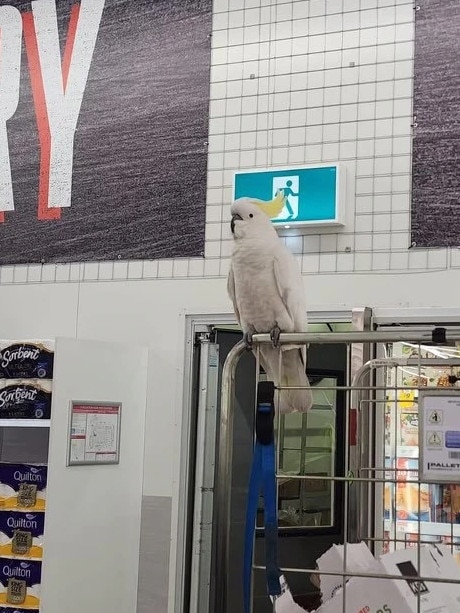 WIRES had been attempting to rescue the cockatoo almost “every other night” for the past month. Picture: 2GB