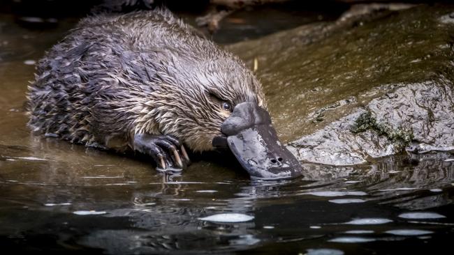 You could catch sight of a platypus at Geeveston, in the Huon Valley. Picture: Ash Thomson Photography.