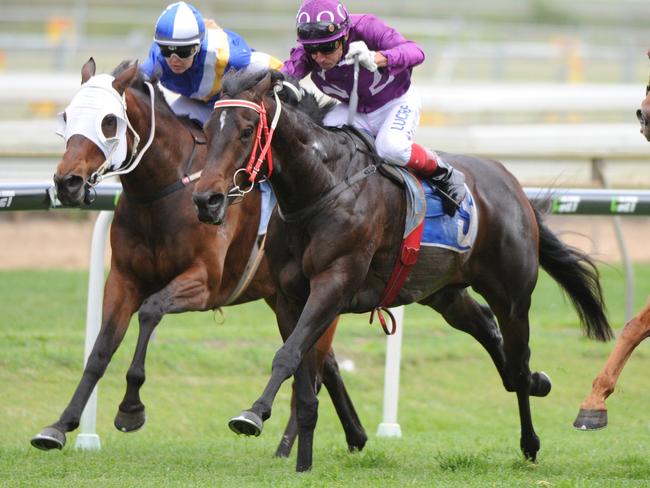 Jumbo Prince (purple silks) looms as a genuine threat to Maurus on Saturday.