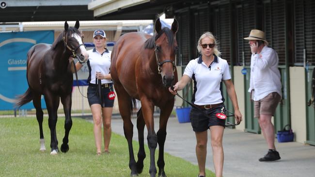 Horses being viewed before the Magic Millions Sale at Bundall. Picture: Glenn Hampson