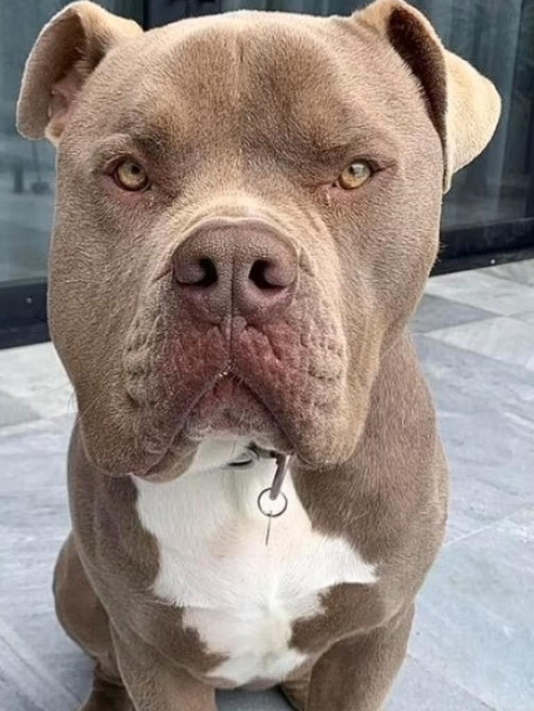 Tones and I’s American Bulldog had to be euthanised as a result of its attack. Picture: Instagram.