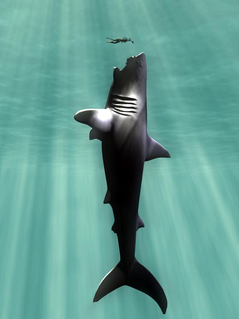 megalodon shark compared to killer whale