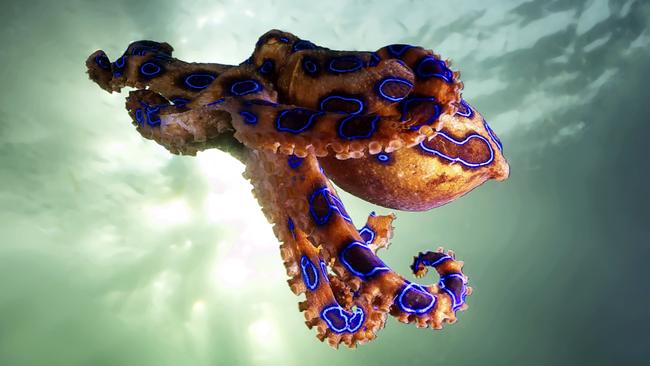 The deadly blue-ringed octopus.