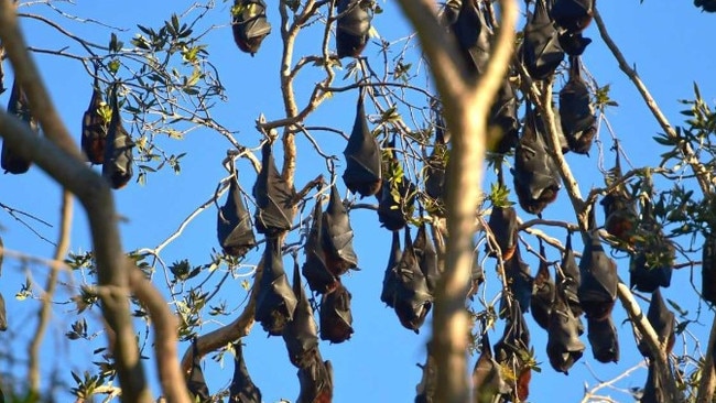 Flying-fox colonies have raised concerns from residents in Logan, Ipswich, Redland, Gold Coast and Scenic Rim as well as at Mt Isa. Picture: File