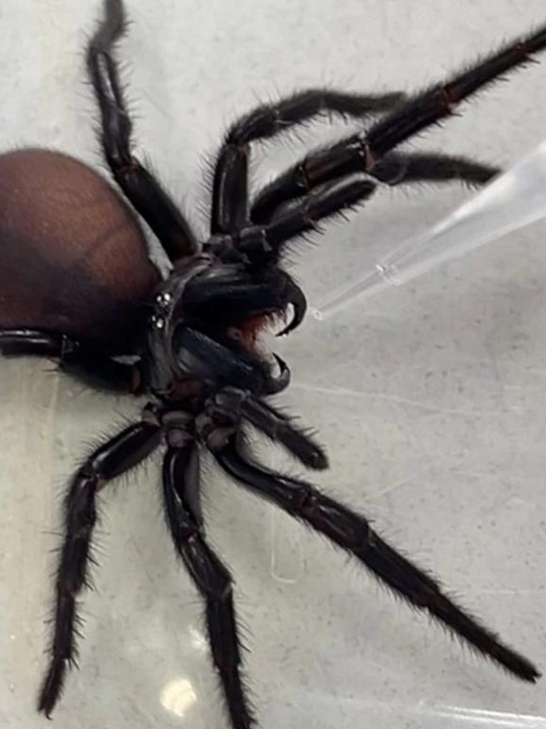 Australian researchers have created a drug using a molecule from the venom of funnel-web spiders. Picture: supplied