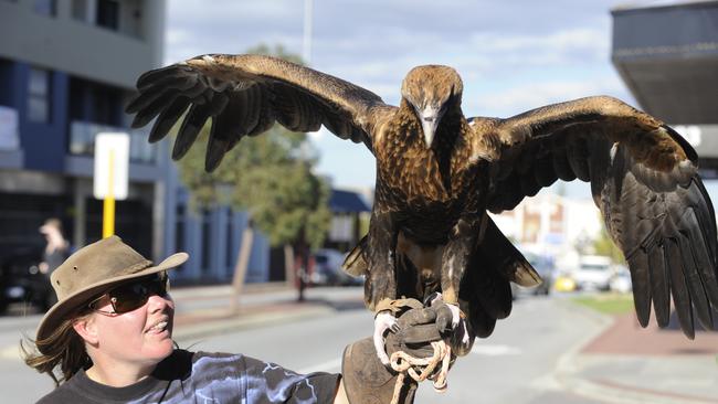 West Coast Eagles Mascot Auzzie the Wedge-tailed eagle.