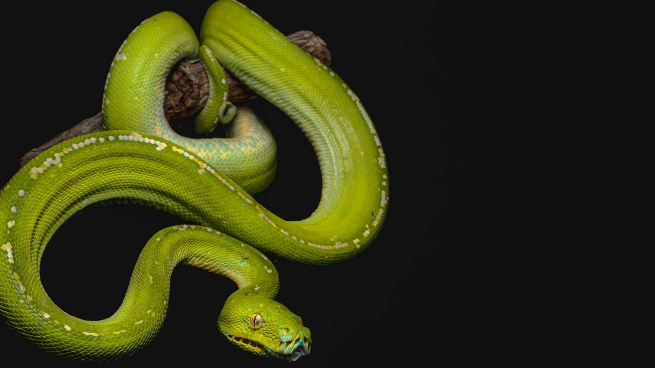 Outback in Focus photography competition finalist. Green tree python photographed by Jiri Herout at Iron Range National Park, Cape York Peninsula.