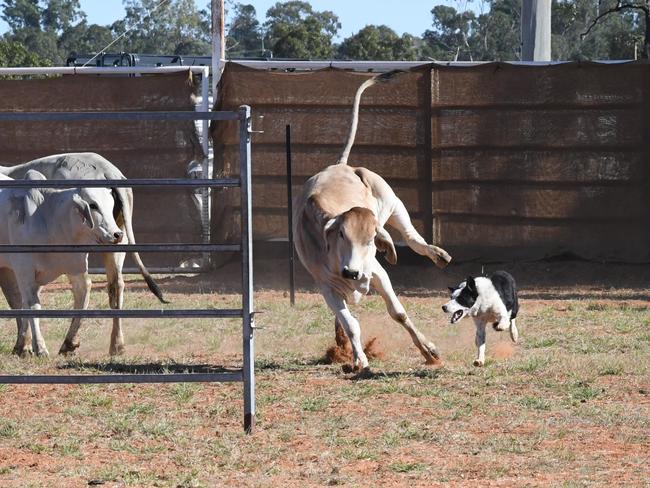 Cattle dogs help round up cattle at the 151st Clermont Show.