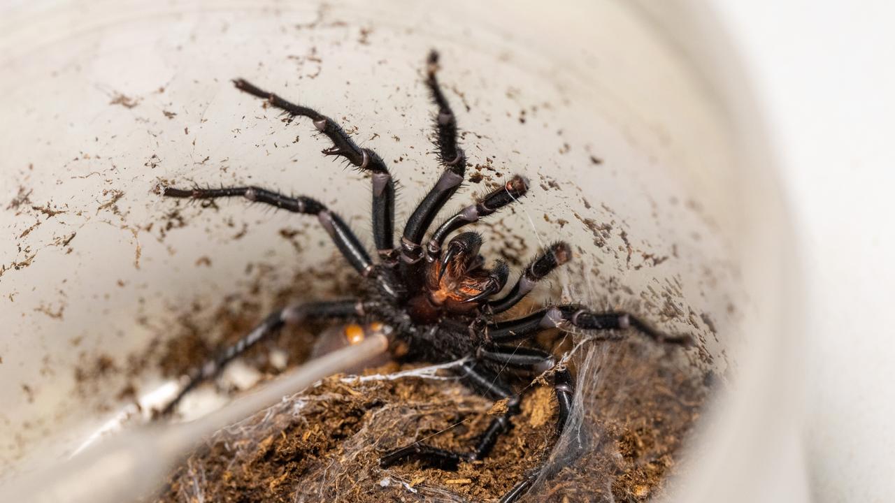 Sydney locals are urged to be on high alert for funnel-web spiders. Picture: Australian Reptile Park