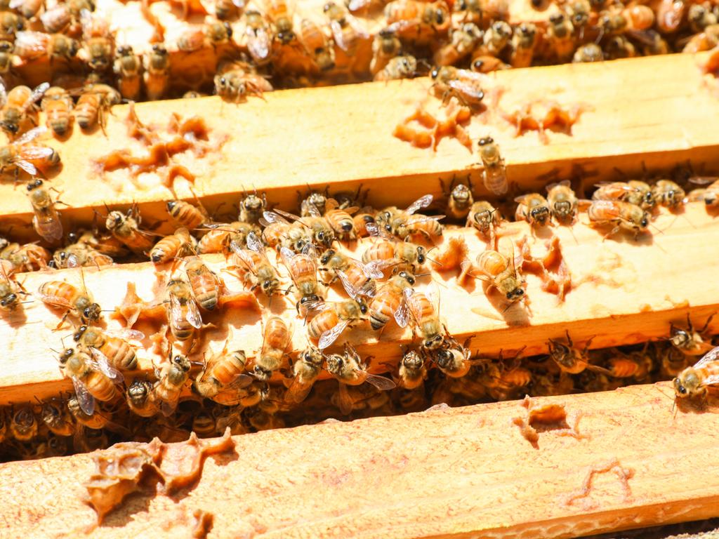 There are thousands of beekeepers in Australia. Picture: Renee Nowytarger.