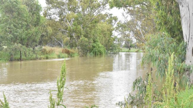 The Condamine River in Warwick after more than 50mm rainfall in only a few hours on Friday morning.