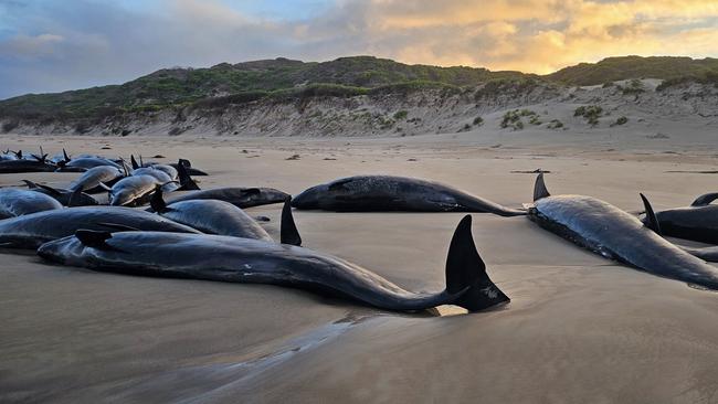 Local resident Jocelyn Flint has been on the beach since 6am on Wednesday with the stranded whales. Picture: Jocelyn Flint