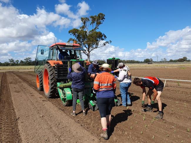 Planting on the Goos family farm at Biloela, QLD.