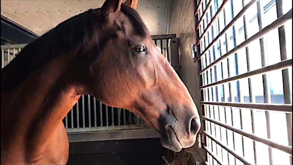 The Oldest serving Mounted Police Horse