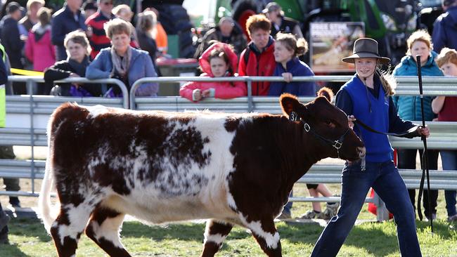 Tasman District School student Lizzie Shoobridge 15 during cattle handling at Agfest Carrick. PICTURE CHRIS KIDD