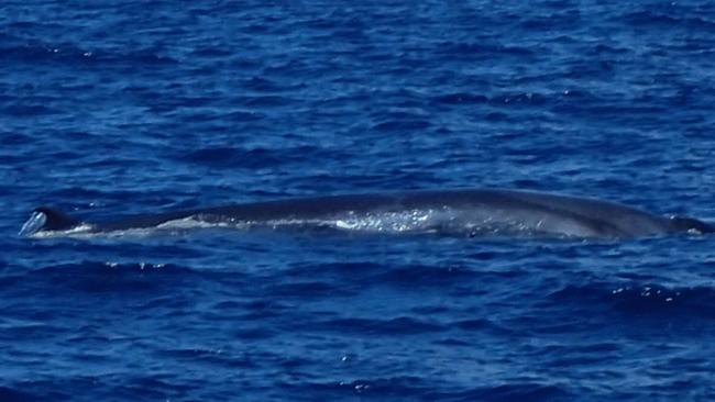 One of the world’s most elusive whale spotted on Great Barrier Reef ...