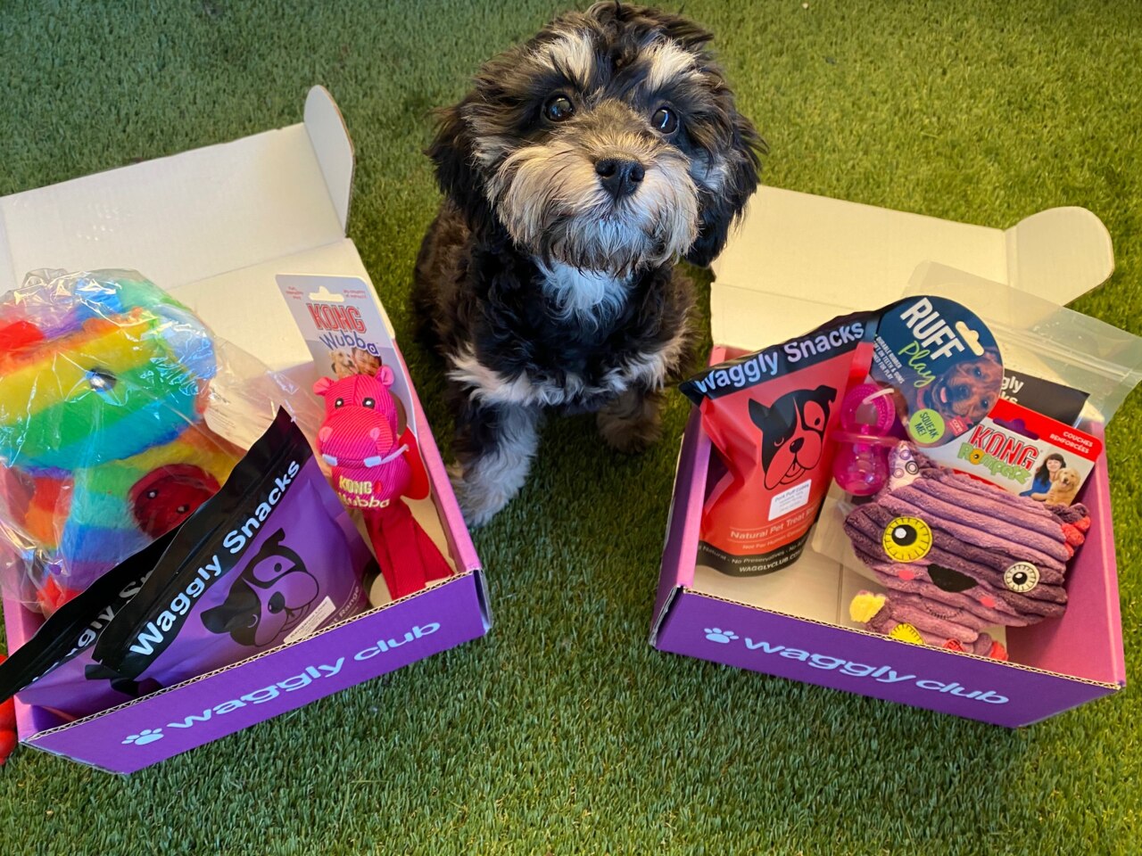 Dog treats and toys delivered in a monthly subscription box from Waggly Club.