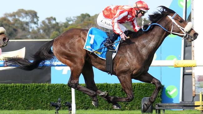 Desert Lightning took out the Sportsbet Sandown Stakes with Luke Nolen in the saddle Picture: Scott Barbour/Racing Photos via Getty Images