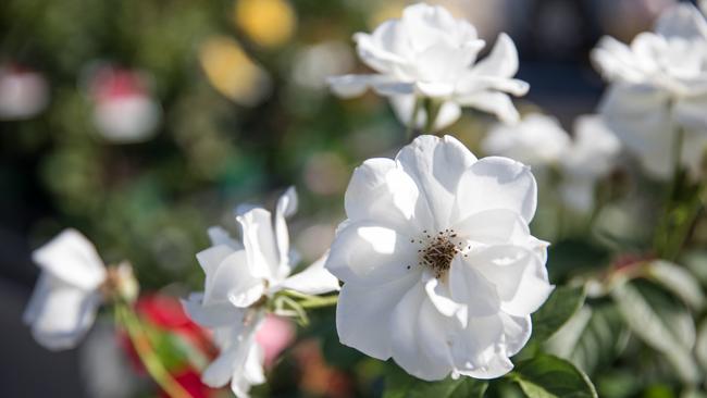 Beautiful roses at Theo’s Garden Centre, Kallangur. Photo: Dominika Lis