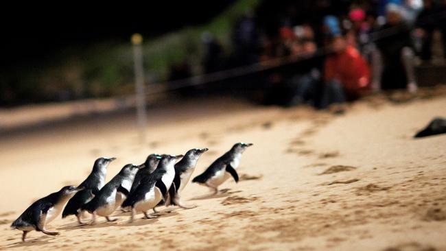 The Philip Island penguin parade.