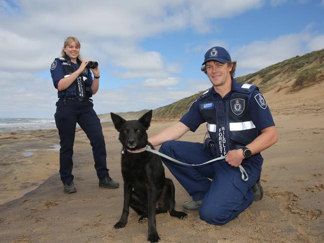 Conservation Regulator Officers Monique Cugliari and Rob Bendon with Kelpie named Turtle. As hooded plover chicks hatch from their nests at beaches across Victoria’s south west, Conservation Regulator officers are patrolling local beaches to protect the threatened species. Picture: Peter Ristevski