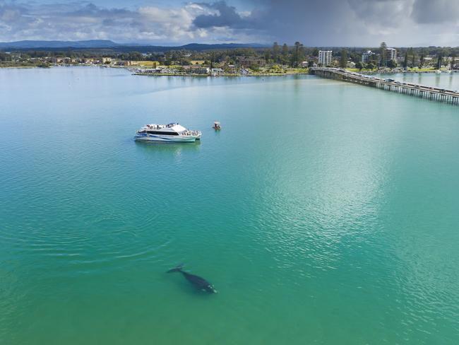 Whale in Wallis Lake Forster-Tuncurry. Picture: Shane Chalker Photography