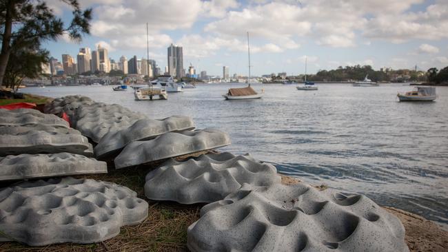 The living seawall at Milsons Point