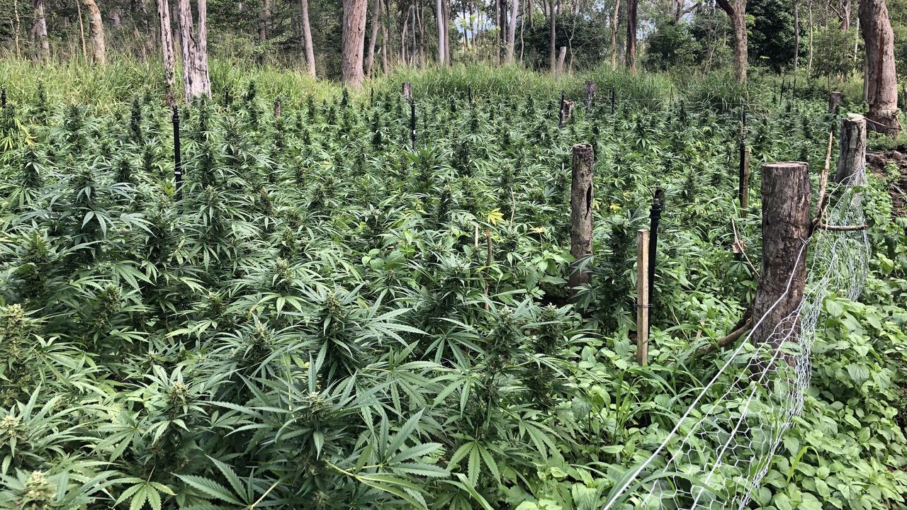 Mackay police found a large-scale bush marijuana crop in the mountains of Calen.