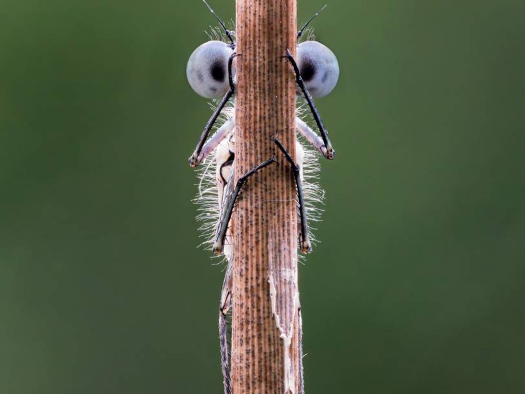 Comedy Wildlife Photography Awards Image Finalists 2020 - Photo by Tim Hearn. Caption: Hide and Seek. Animal: Azure Damselfly. Location: Devon, UK.