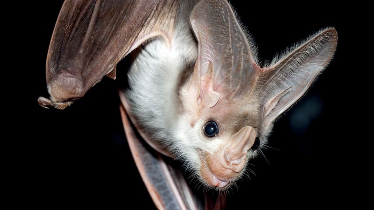 Australia’s largest predatory bat ends plan for new iron ore mine in Pilbara